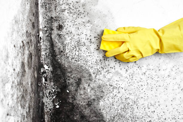 Best Attic Mold Removal  in Brooktrails, CA