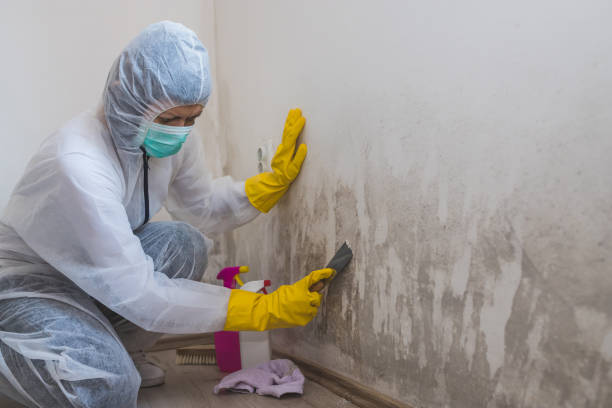 Best Best Mold Removal Companies  in Brooktrails, CA