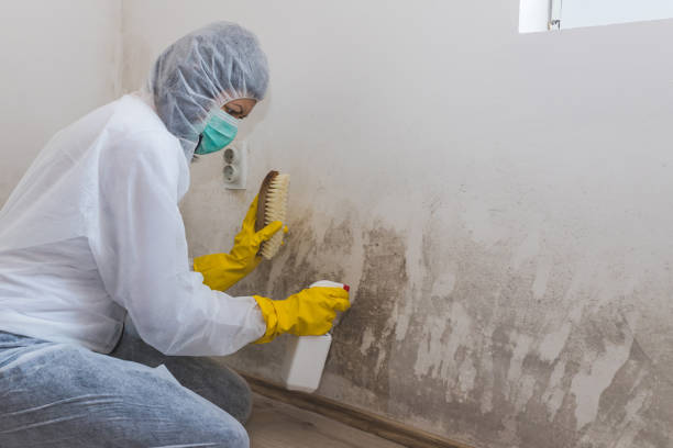 Trusted Brooktrails, CA Mold Removal Experts