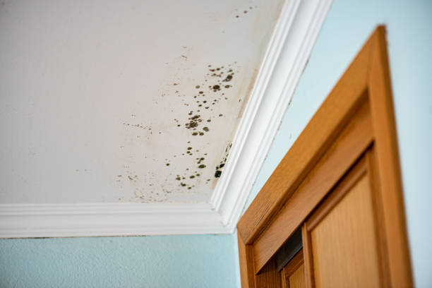 Best Certified Mold Removal  in Brooktrails, CA