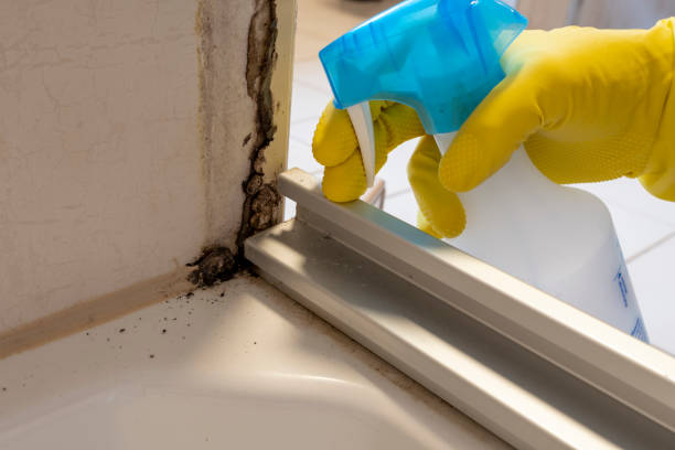 Best Same-Day Mold Removal  in Brooktrails, CA
