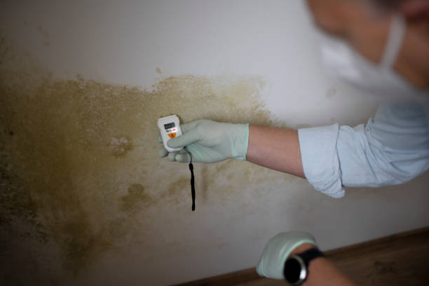 Trusted Brooktrails, CA Mold Removal Experts