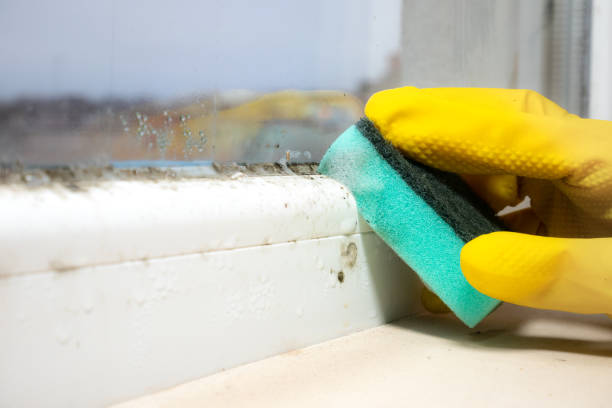 Best Mold Remediation  in Brooktrails, CA