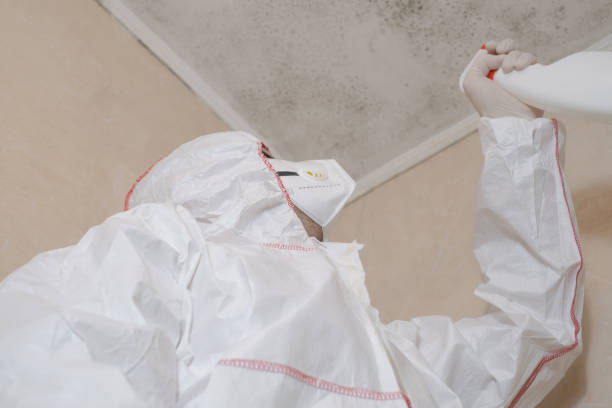Best Mold Removal Near Me  in Brooktrails, CA