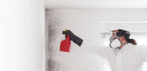 Best Mold Testing  in Brooktrails, CA