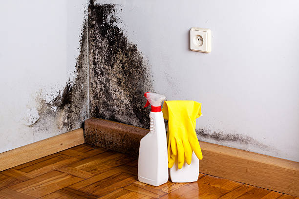 Best Mold Cleaning Services  in Brooktrails, CA