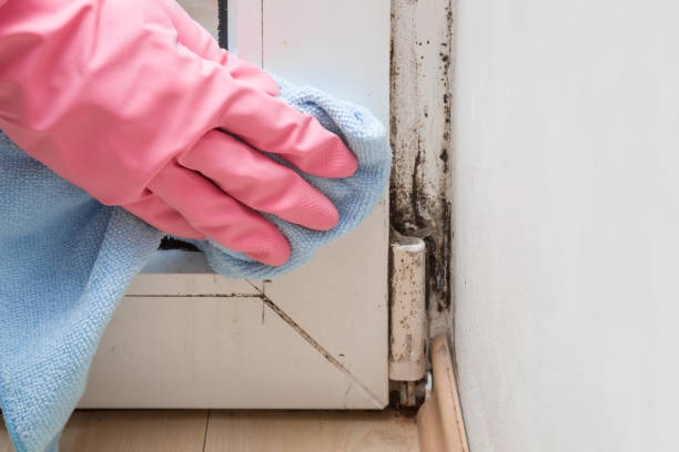 Best Fast Mold Removal  in Brooktrails, CA