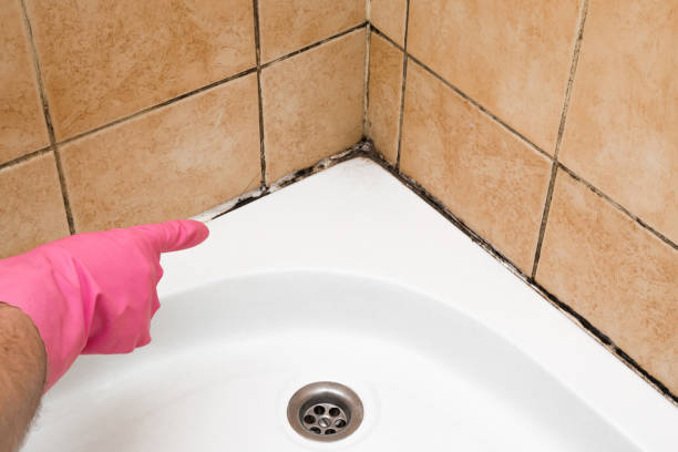 Best Toxic Mold Removal  in Brooktrails, CA