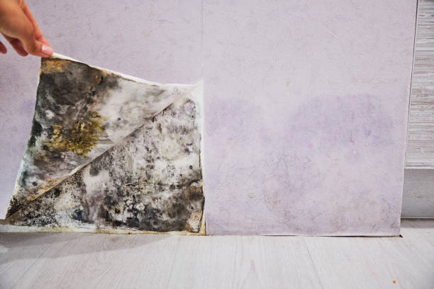 Best Mold Remediation Experts  in Brooktrails, CA